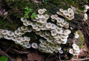 These small fragile mushrooms grow in big clusters on well-decayed wood. 